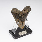 Fossil Megalodon Tooth + Acrylic Stand // 5.75" v.1