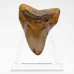 Fossil Megalodon Tooth + Acrylic Stand // 4.5" v.6