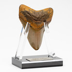 Fossil Megalodon Tooth + Acrylic Stand // 4.5" v.6