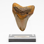 Fossil Megalodon Tooth + Acrylic Stand // 4.5" v.6