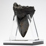 Fossil Megalodon Tooth + Acrylic Stand // 5" v.2