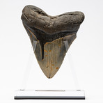 Fossil Megalodon Tooth + Acrylic Stand // 5.75" v.2