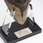 Fossil Megalodon Tooth + Acrylic Stand // 5.75" v.1