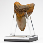 Fossil Megalodon Tooth + Acrylic Stand // 4.5" v.6