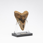 Fossil Megalodon Tooth + Acrylic Stand // 5.5"