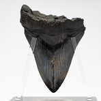 Fossil Megalodon Tooth + Acrylic Stand // 5" v.2