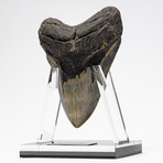 Fossil Megalodon Tooth + Acrylic Stand // 5.75" v.3