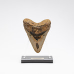 Fossil Megalodon Tooth + Acrylic Stand // 5.5"