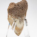 Fossil Megalodon Tooth + Acrylic Stand // 4.5" v.3