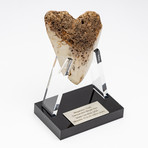 Fossil Megalodon Tooth + Acrylic Stand // 4.5" v.2