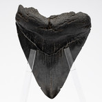 Fossil Megalodon Tooth + Acrylic Stand // 4.5" v.5