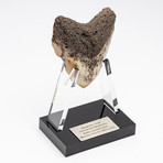 Fossil Megalodon Tooth + Acrylic Stand // 4.5" v.1