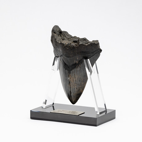 Fossil Megalodon Tooth + Acrylic Stand // 5" v.2