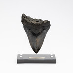 Fossil Megalodon Tooth + Acrylic Stand // 5" v.2