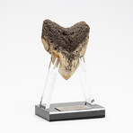 Fossil Megalodon Tooth + Acrylic Stand // 4.5" v.1