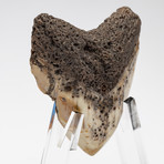 Fossil Megalodon Tooth + Acrylic Stand // 4.5" v.1