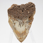 Fossil Megalodon Tooth + Acrylic Stand // 4.5" v.3