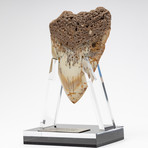 Fossil Megalodon Tooth + Acrylic Stand // 4.5" v.3