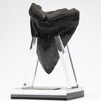 Fossil Megalodon Tooth + Acrylic Stand // 4.5" v.5