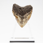 Fossil Megalodon Tooth + Acrylic Stand // 4.5" v.1