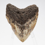 Fossil Megalodon Tooth + Acrylic Stand // 4.5" v.1