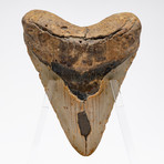 Fossil Megalodon Tooth + Acrylic Stand // 5.5"