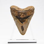 Fossil Megalodon Tooth + Acrylic Stand // 5.5"