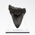 Fossil Megalodon Tooth + Acrylic Stand // 5" v.2