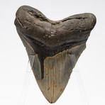 Fossil Megalodon Tooth + Acrylic Stand // 5.75" v.2