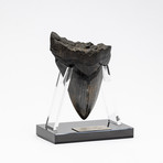 Fossil Megalodon Tooth + Acrylic Stand // 5" v.2