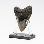 Fossil Megalodon Tooth + Acrylic Stand // 5.75" v.3