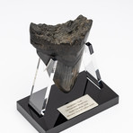 Fossil Megalodon Tooth + Acrylic Stand // 5" v.2