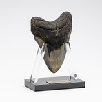 Fossil Megalodon Tooth + Acrylic Stand // 5.75" v.3