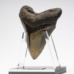 Fossil Megalodon Tooth + Acrylic Stand // 5.75" v.2