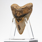 Fossil Megalodon Tooth + Acrylic Stand // 5.5"