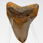 Fossil Megalodon Tooth + Acrylic Stand // 4.5" v.6