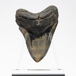 Fossil Megalodon Tooth + Acrylic Stand // 5.75" v.3