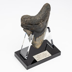 Fossil Megalodon Tooth + Acrylic Stand // 5.75" v.3