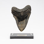 Fossil Megalodon Tooth + Acrylic Stand // 5.75" v.3