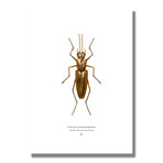 Signed Limited Edition Star Wars C3PO-inspired Print