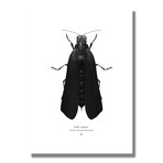 Signed Limited Edition Star Wars Darth Vader-inspired Print