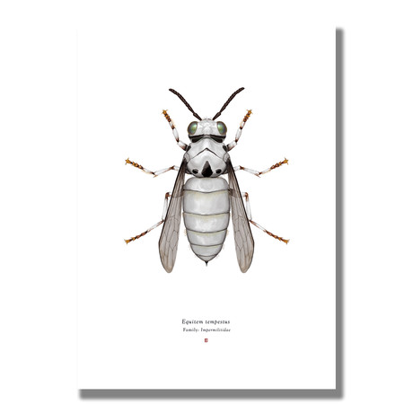 Signed Limited Edition Star Wars Stormtrooper-inspired Print