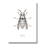 Signed Limited Edition Star Wars Stormtrooper-inspired Print