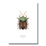 Signed Limited Edition Star Wars Yoda-inspired Print