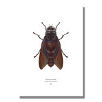 Signed Limited Edition Star Wars Mandalorian-inspired Print