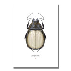 Signed Limited Edition Studio Ghibli Totoro-inspired Print