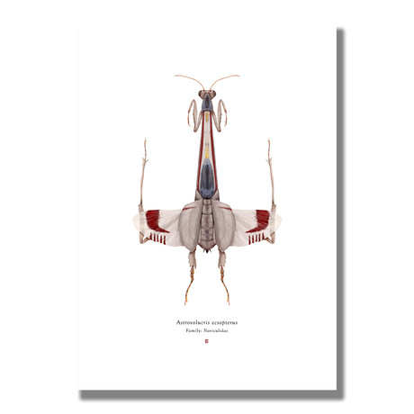 Signed Limited Edition Star Wars X-Wing-inspired Print