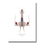 Signed Limited Edition Star Wars X-Wing-inspired Print