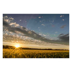 Sunset Over the Golden Meadow // Painting Print on Wrapped Canvas (12"W x 8"H x 1.5"D)