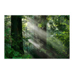 Light Through the Trees // Painting Print on Wrapped Canvas (12"W x 8"H x 1.5"D)